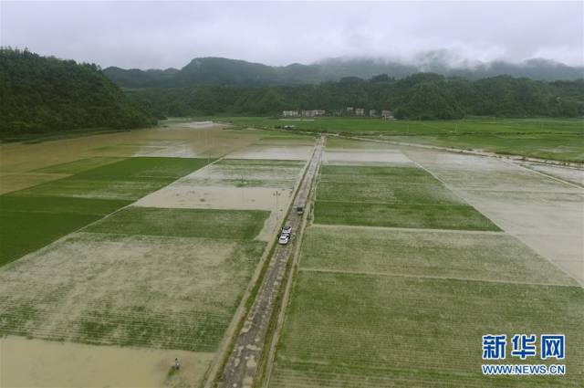 7月5日,湖南省龙山县茅坪乡大片农田被淹(无人机拍摄.