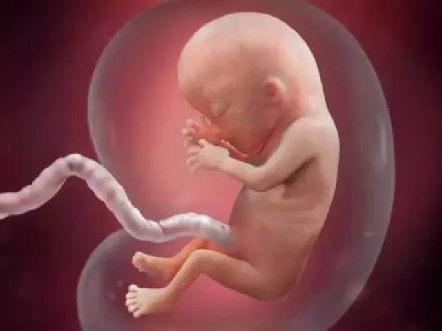 宝宝14周胎儿图片图片