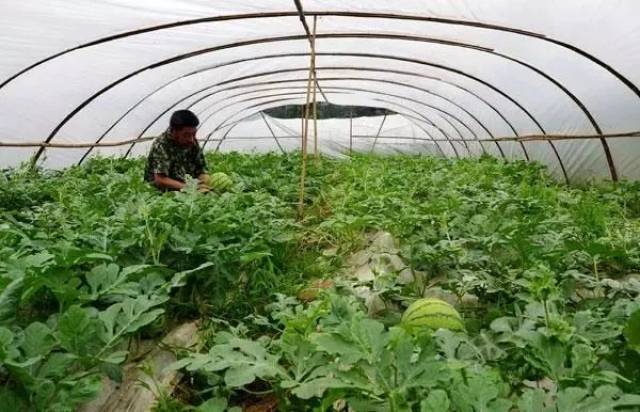 西瓜授粉期得病害,到底能不能打药