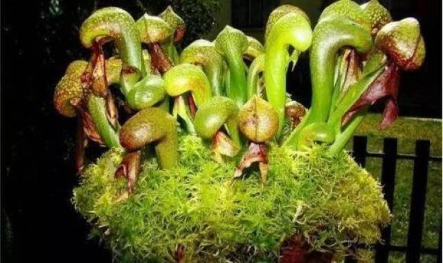 地球上6大最神奇的食虫植物，似小白兔的狸藻，做饭好吃的猪笼草_手机搜狐网