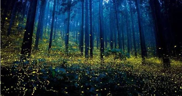 仲夏夜常与梦幻,森林,精灵联系在一起 说起仲夏夜 你脑海中是否浮现出