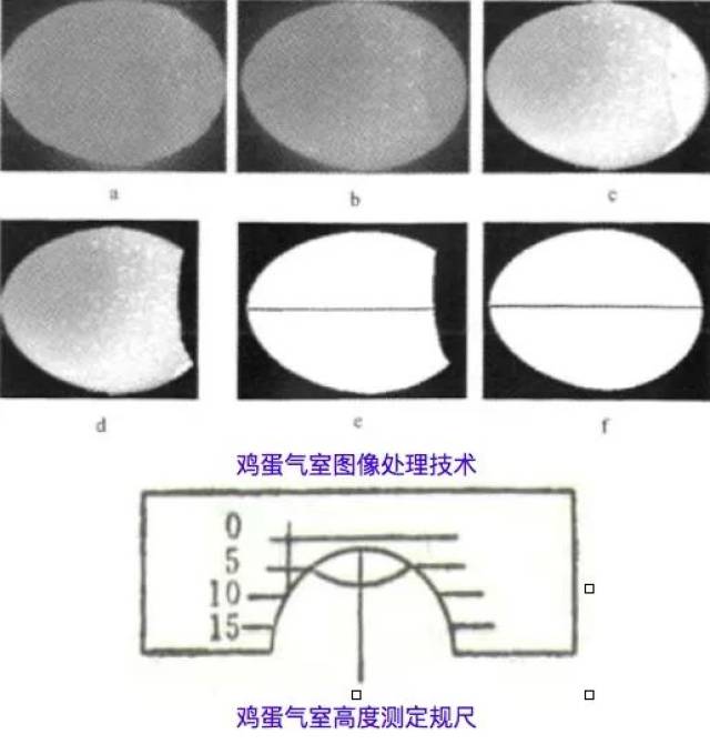 气室在鸡蛋的什么位置图片