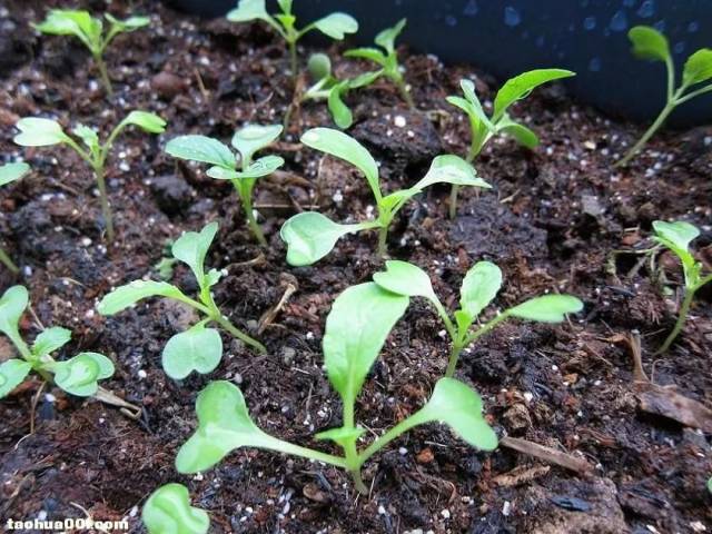 阳台青菜,菜心,芥兰成长记,焦急的等待之后是收获的喜悦