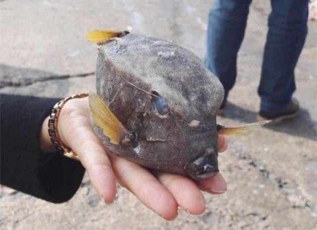 长相奇特的盒子鱼,放起毒来连自己都不放过