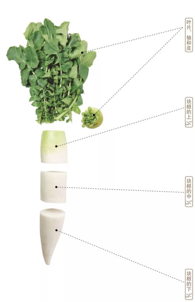 蔬菜的根茎叶分解图图片