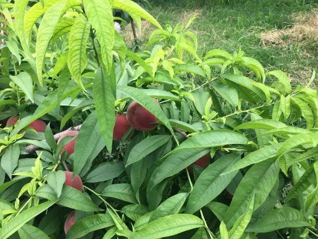【老话常谈】桃树黄叶有多种原因
