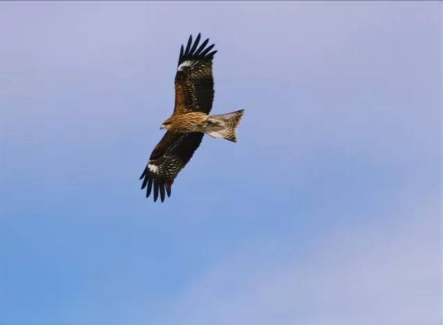 小暑物候 一侯温风至,二侯蟋蟀居宇,三侯鹰始鸷.