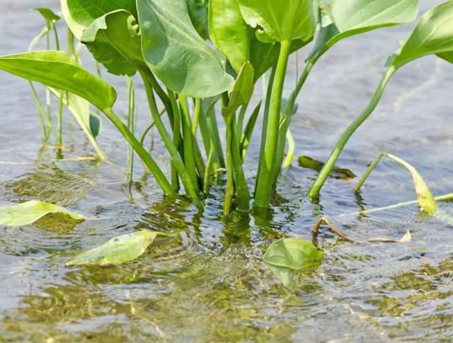 中药知识必学:泽泻
