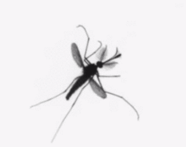 蚊子爬屏幕图片动态图图片