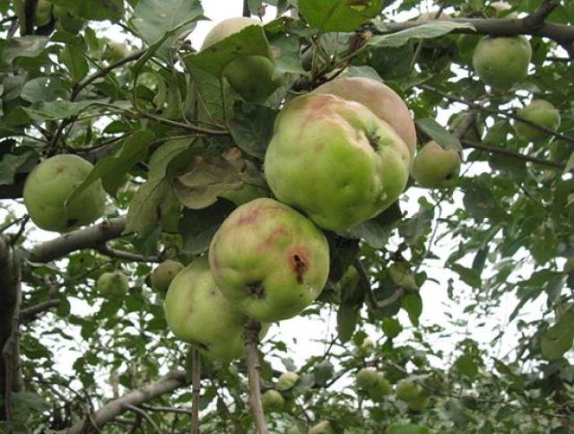 4,随时摘除,拣拾各类食心虫危害果,在5——6月梨小食心虫危害桃梢时