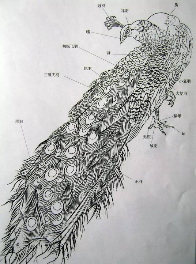 孔雀羽毛的结构分析图图片