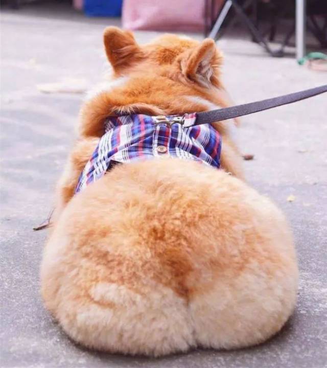 现在还很流行把屁屁后面的毛剃出一个爱心,随便露个屁屁都是爱你的