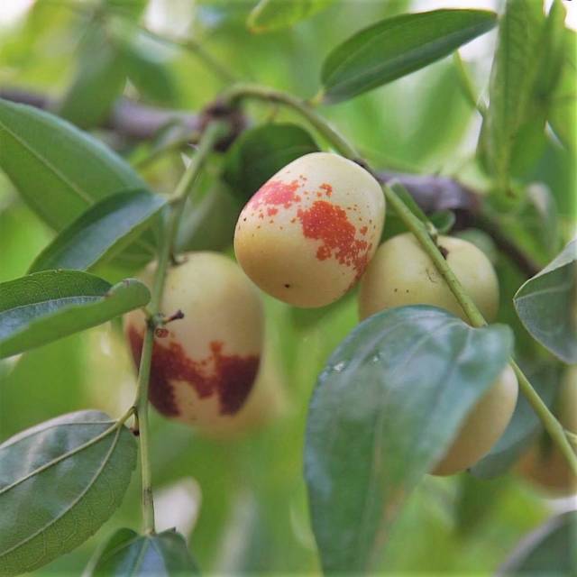 农卷风|说枣,"喝"羊奶的冬枣