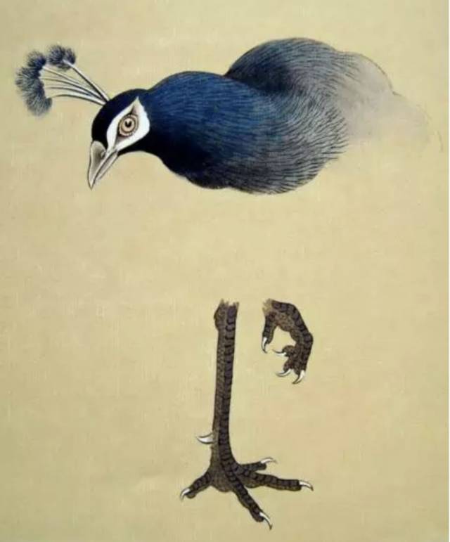 【国画知识】工笔画孔雀的画法,清雅富贵