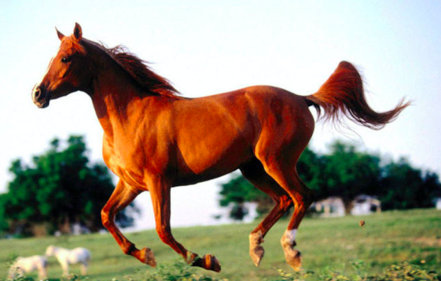 汗血宝马和血汗宝马都是国粹