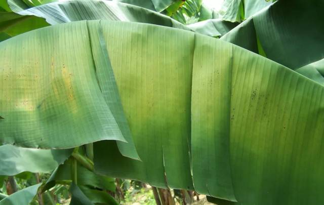 香蕉缺素个病症图片集合