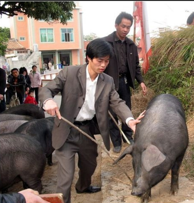 农民伯伯都用上了高科技,赶猪不费劲,劈柴都用伐木锯