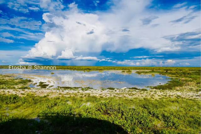 埃託沙(etosha)在當地語言中意思是