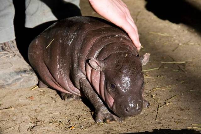 2013年4月,就有一名女游客在肯尼亚东非大裂谷遭到河马攻击而死亡