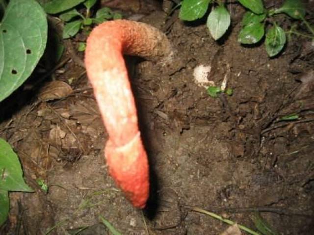 都在下雨,所以在农村很多阴暗潮湿的地方中就会长出各式各样的蘑菇