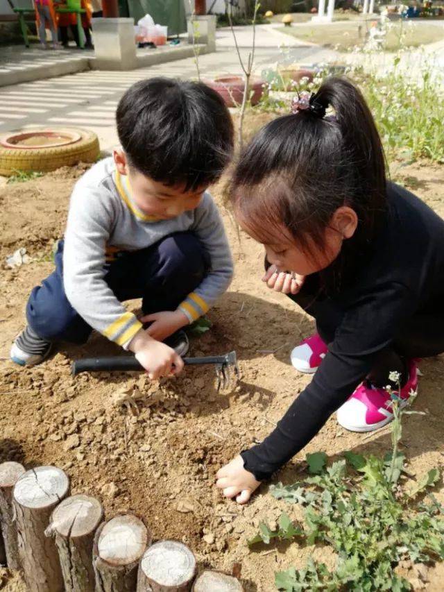 《播种向日葵种子》和《给向日葵苗浇水》,引导幼儿学习种植向日葵