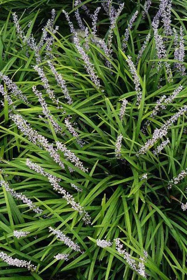 【收藏】常见的室外植物资料