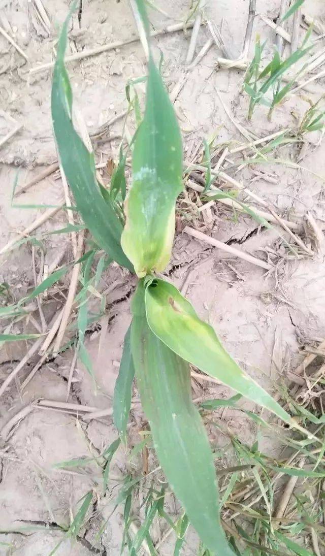 高温又天旱,玉米除草出现药害该咋办?