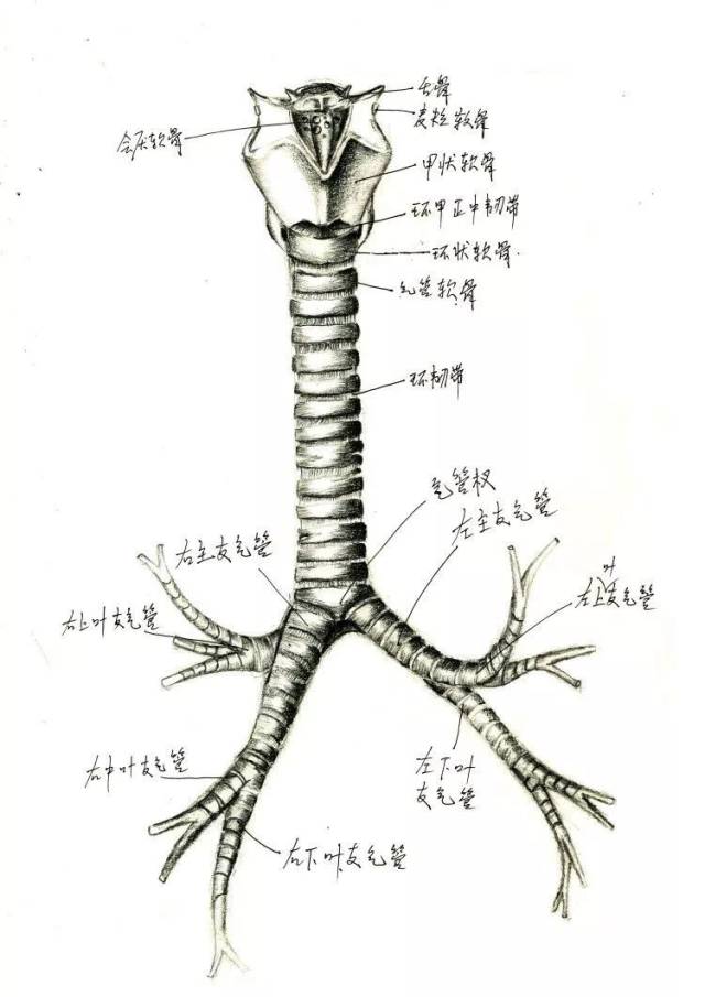 喉和气管的分界线图片图片