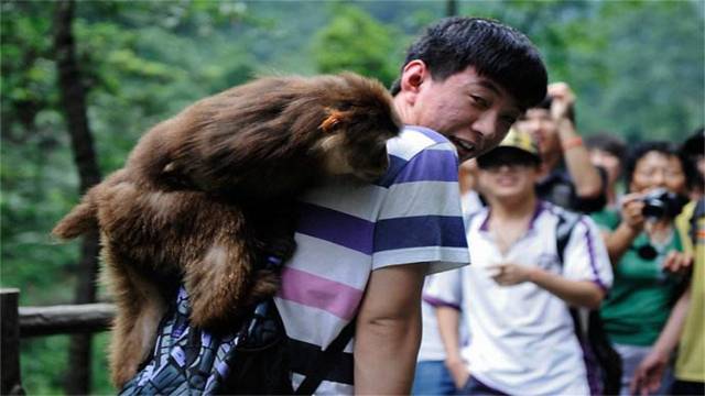 峨眉山上的猴子最害怕什么东西 猴子最怕看到什么 派欧网