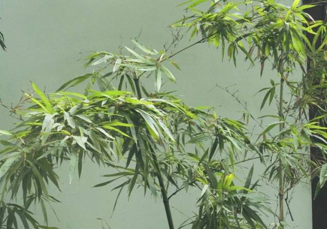 (竹种类)毛金竹