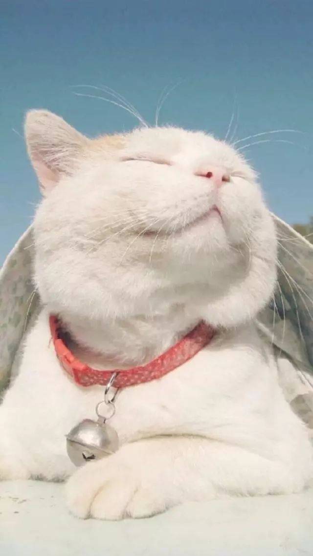 猫的高清壁纸,第一张萌化了!