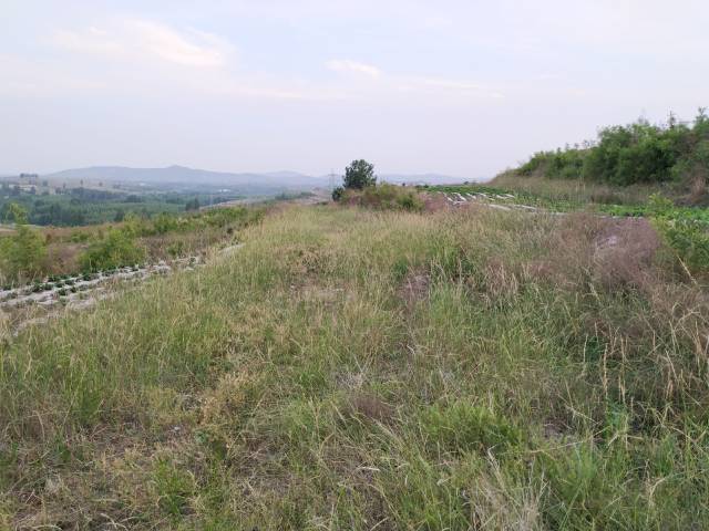 这里的土地很多都荒废了,1亩100元都没人种,这是啥原因?