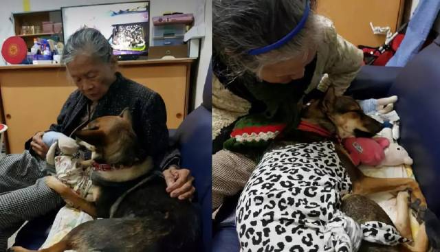 狗子顽皮过头,忍无可忍的奶奶终于一把抓起了狗子准备……吃狗肉?