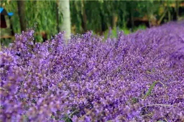 最美七月天 川西高原上有片3300畝的紫色花海