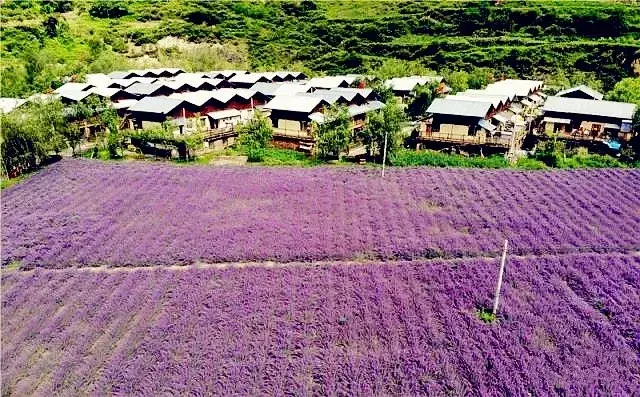 最美七月天 川西高原上有片3300畝的紫色花海