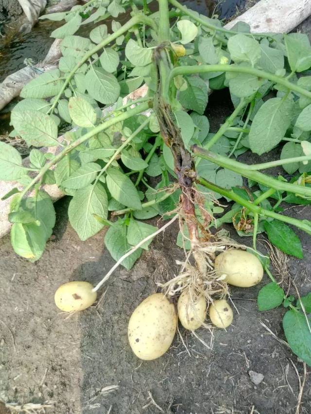凡是抱窝土豆,地上部分无法长出新的植株,地下部分也不再膨大,完全