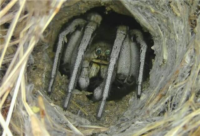 由于蜘蛛一般是食肉性节肢动物,而且狼蛛科的穴居蜘蛛大都有剧毒,甚至