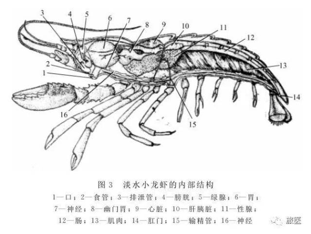 龙虾各个器官位置图图片
