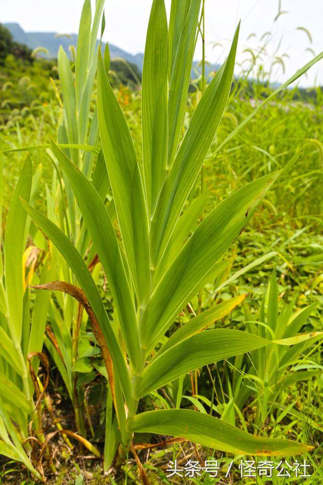 有一种中药,是治疗咽喉肿痛的良药,花朵漂亮,是很好观赏植物