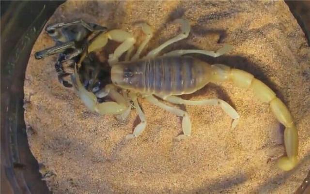 毒蝎vs蜘蛛 蜘蛛被毒蝎秒杀后成为腹中餐