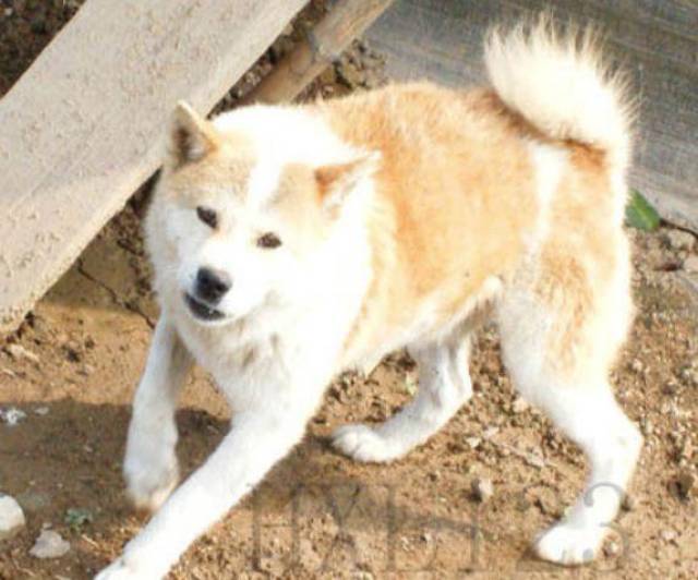 这39种"土狗,其实都是超酷的品种犬!