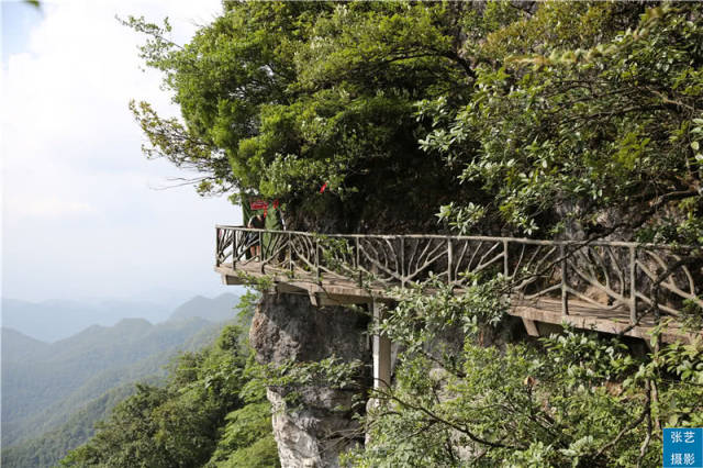 重庆第一山"金佛山",一山有四季 步步景观奇!