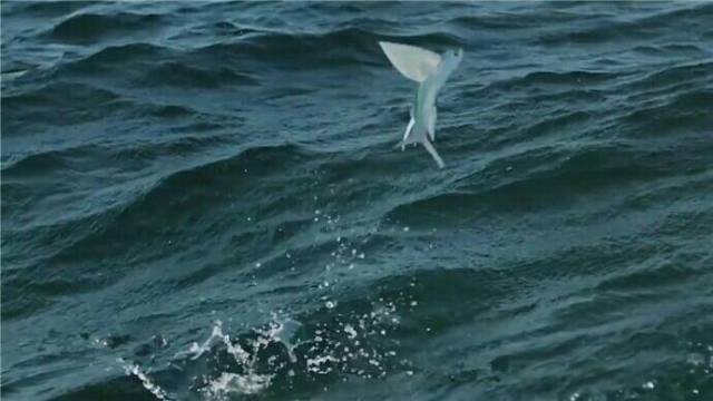 能在空中滑翔400m的飛魚海鳥笑了這屬於進化失誤