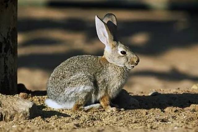 关于肉材 冷吃兔精选农家狸兔,都是新鲜活兔现做,肉质更新鲜