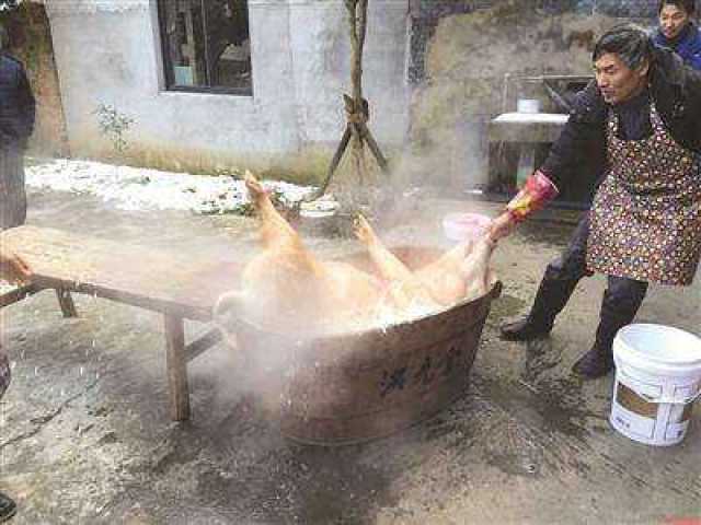 汉中农村这样杀年猪,吃刨膛,您见过吗?