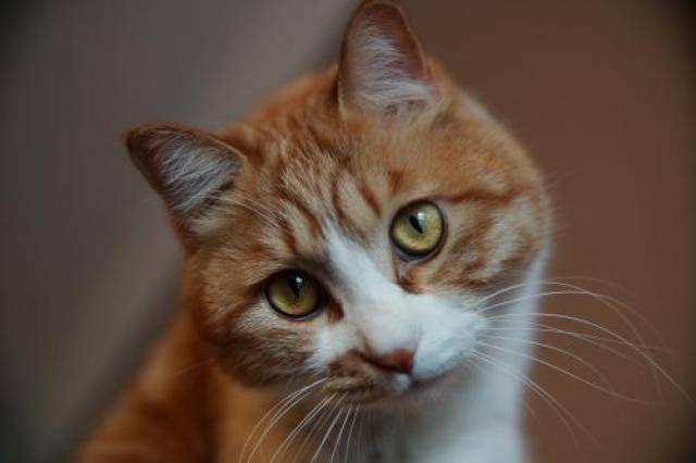 猫不吃猫粮一直叫,猫不吃猫粮又饿怎么办