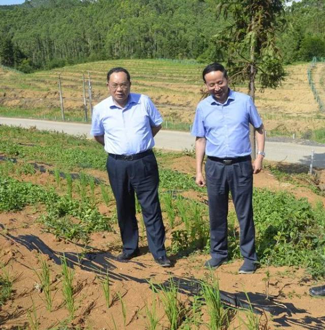 他察看了林场油茶种苗繁育基地,马步大岭,石山长岭油茶"双高"示范