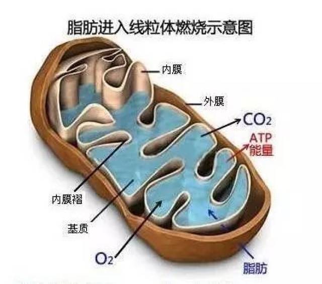 减肥界的网红左旋肉碱，她是如何帮你减脂的_搜狐网