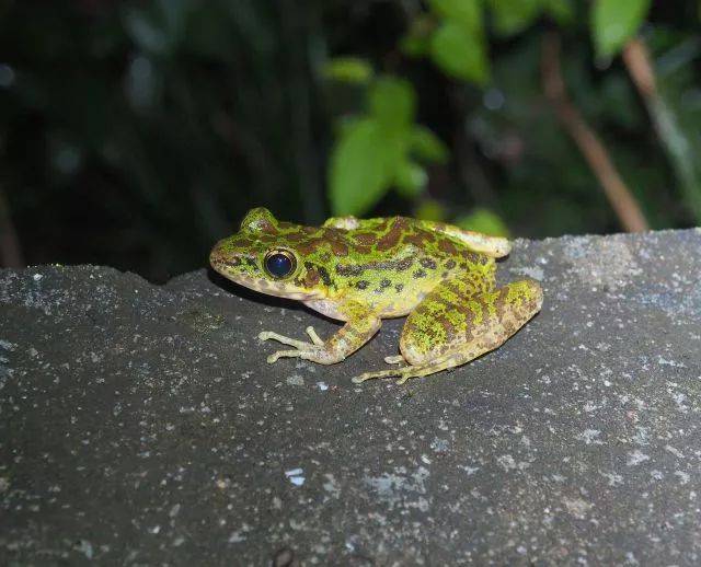 阔褶水蛙
