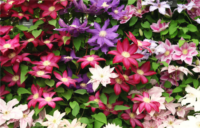 蓮花 フラワーマウンテン Flower MOUNTAIN スニーカー レンザン